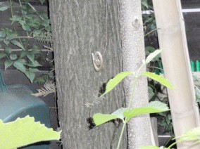 f:id:Magnoliarida:20110506001408j:image