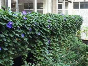 f:id:Magnoliarida:20111104234537j:image