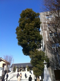 f:id:Magnoliarida:20120109192816j:image