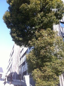 f:id:Magnoliarida:20120109192817j:image