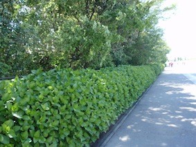 f:id:Magnoliarida:20120513002044j:image