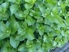 f:id:Magnoliarida:20120513002045j:image