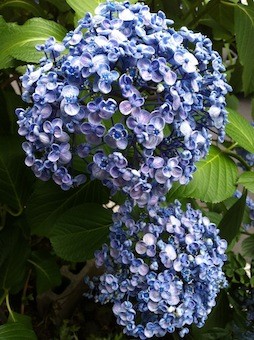 f:id:Magnoliarida:20120618225823j:image