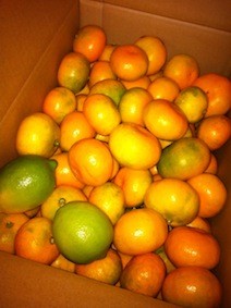 f:id:Magnoliarida:20121013234535j:image