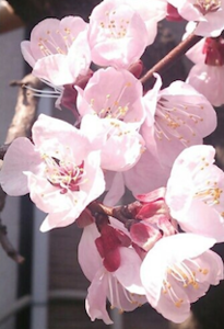 f:id:Magnoliarida:20130317100747p:image