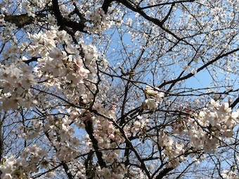 f:id:Magnoliarida:20130322230410j:image