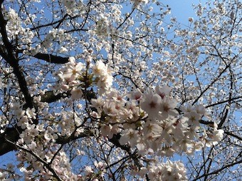 f:id:Magnoliarida:20130322230411j:image