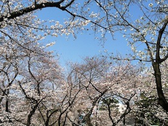 f:id:Magnoliarida:20130322230412j:image