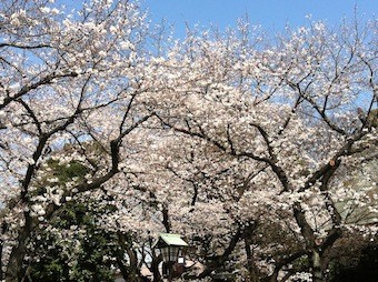 f:id:Magnoliarida:20130322230413j:image