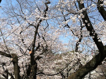 f:id:Magnoliarida:20130322230414j:image