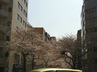 f:id:Magnoliarida:20130322230418j:image