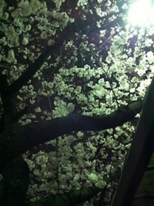 f:id:Magnoliarida:20130322230511j:image