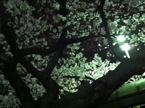 f:id:Magnoliarida:20130322230512j:image