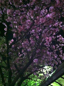 f:id:Magnoliarida:20130412232509j:image