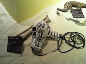 f:id:Magnoliarida:20130421004907j:image