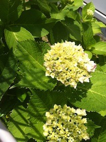 f:id:Magnoliarida:20130526225407j:image