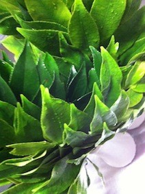 f:id:Magnoliarida:20130528232452j:image