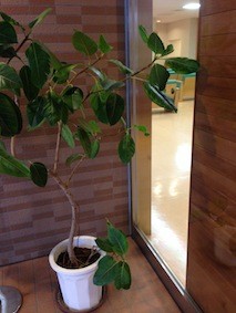 f:id:Magnoliarida:20140215002541j:image