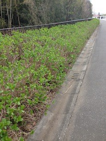 f:id:Magnoliarida:20140407022445j:image