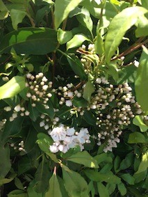 f:id:Magnoliarida:20140505003415j:image