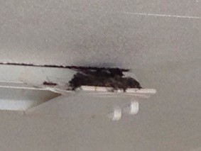 f:id:Magnoliarida:20140507223843j:image