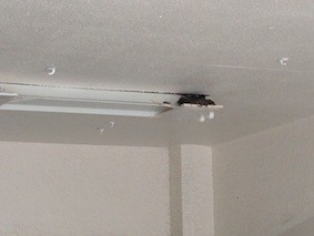 f:id:Magnoliarida:20140507223844j:image