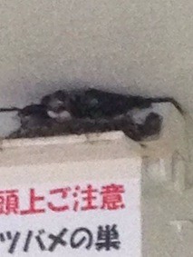 f:id:Magnoliarida:20140611013739j:image