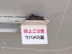 f:id:Magnoliarida:20140611013742j:image