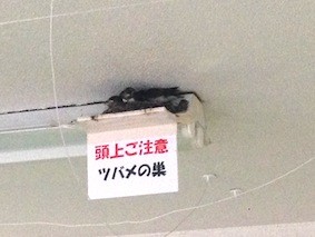 f:id:Magnoliarida:20140611013743j:image