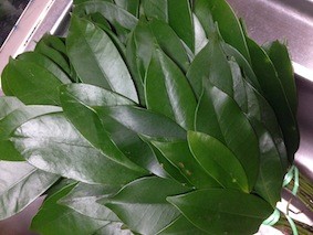 f:id:Magnoliarida:20141119235050j:image