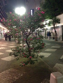 f:id:Magnoliarida:20141228101541j:image