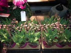 f:id:Magnoliarida:20141228101547j:image