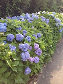 f:id:Magnoliarida:20150608131248j:image