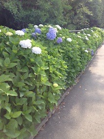 f:id:Magnoliarida:20150608131249j:image