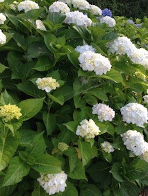 f:id:Magnoliarida:20150608131250j:image