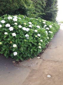 f:id:Magnoliarida:20150608131251j:image