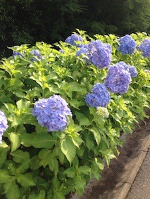 f:id:Magnoliarida:20150608131252j:image