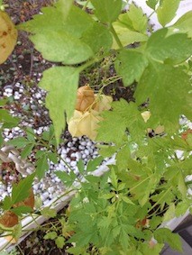 f:id:Magnoliarida:20150727130145j:image