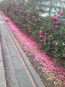 f:id:Magnoliarida:20151124122210j:image