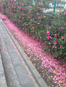 f:id:Magnoliarida:20151124122211j:image