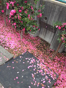 f:id:Magnoliarida:20151124122212j:image