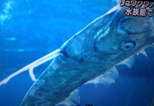 f:id:Magnoliarida:20151222233530j:image