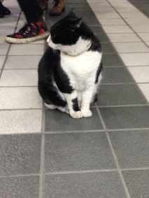 f:id:Magnoliarida:20160117232943j:image