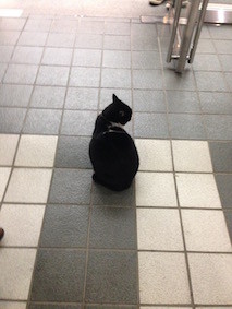 f:id:Magnoliarida:20160117232947j:image