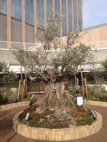 f:id:Magnoliarida:20160208121608j:image