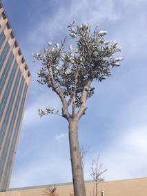 f:id:Magnoliarida:20160208121610j:image