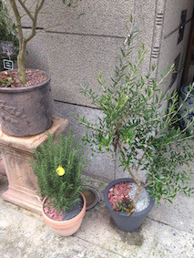 f:id:Magnoliarida:20160208121627j:image