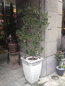 f:id:Magnoliarida:20160208121628j:image