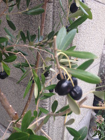 f:id:Magnoliarida:20160208121629j:image