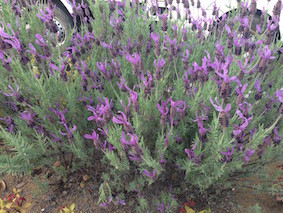 f:id:Magnoliarida:20160516014343j:image